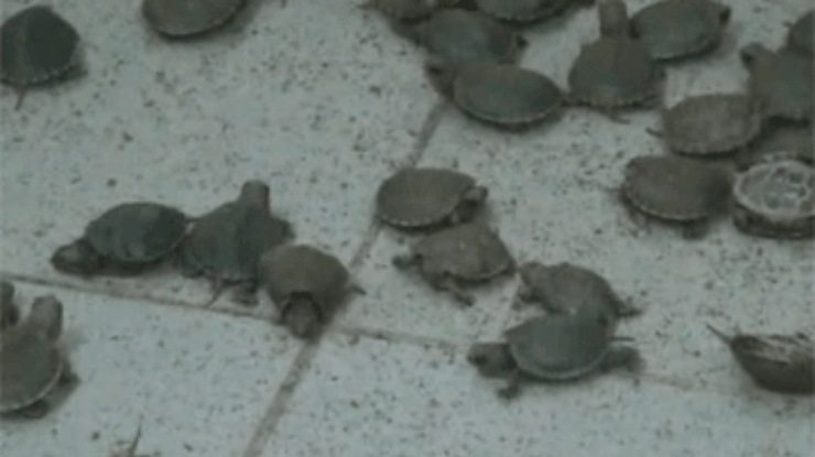 Индиец пытался вывезти из Китая более 10 тысяч редких черепах