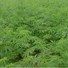 Мужчина на Буковине замаскировал плантацию конопли под кукурузу