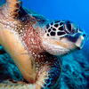 Морская черепаха отказалась возвращаться в дикую природу