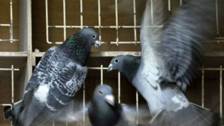 Кировоградский осужденный пытался получить наркотики "голубиной почтой"
