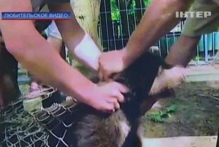 В Украине регулярно проходят нелегальные турниры животных, - зоозащитники