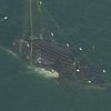 Австралийцы спасли кита, запутавшегося в сетях