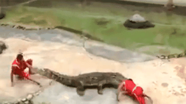 В Таиланде крокодил чуть не откусил голову дрессировщику