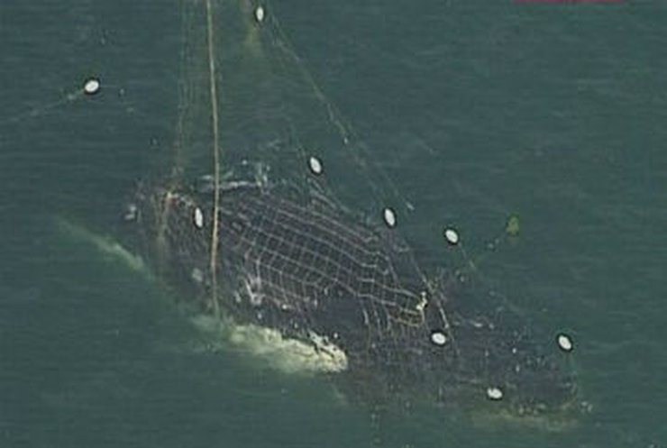Австралийцы спасли кита, запутавшегося в сетях