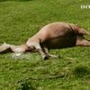 На Львовщине расстреляли табун лошадей
