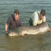 Словацкие рыбаки поймали огромного сома