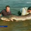 В Словакии поймали огромного сома длиной 2,5 метра