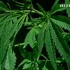 Уругвай собирается легализовать марихуану