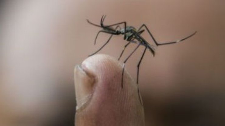 В Гондурасе объявили чрезвычайное положение из-за эпидемии денге