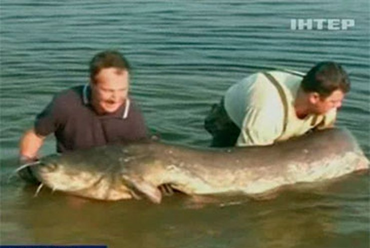В Словакии поймали огромного сома длиной 2,5 метра