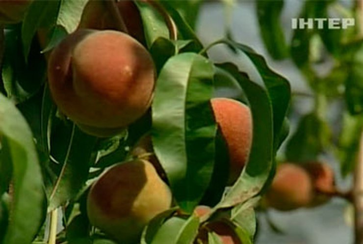 Урожай персиков в Крыму превысил все ожидания фермеров