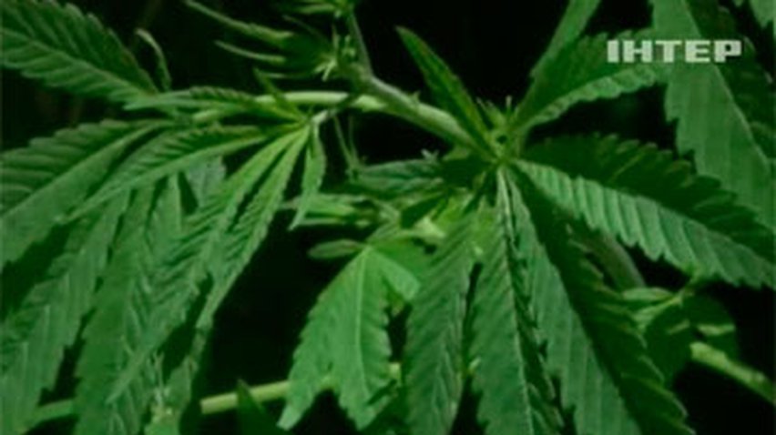 Уругвай собирается легализовать марихуану
