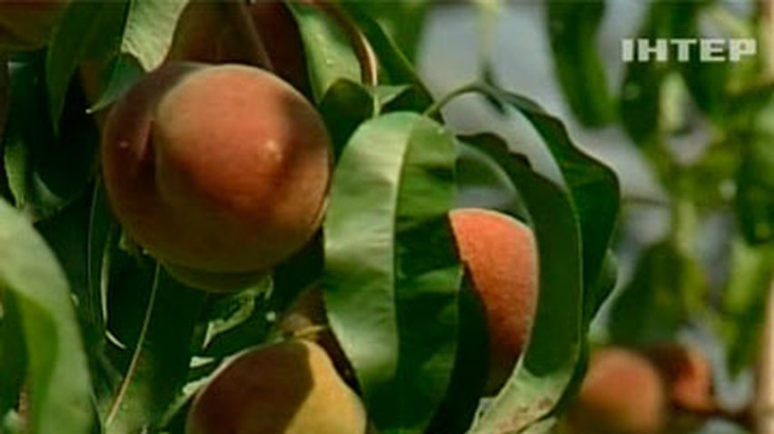 Урожай персиков в Крыму превысил все ожидания фермеров