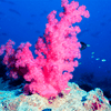 Кораллы помогли ученым создать фильтр для защиты кожи от солнца