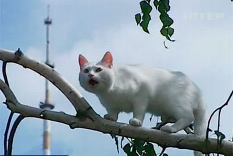 В Киеве спасли кота, два дня просидевшего на дереве