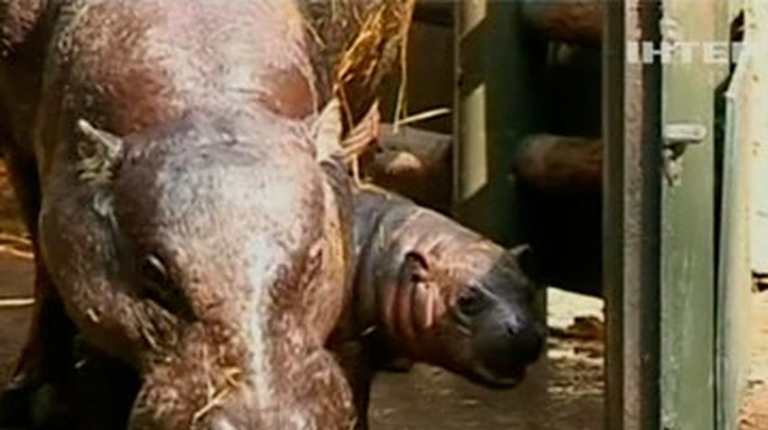 В чилийском зоопарке родился карликовый бегемот