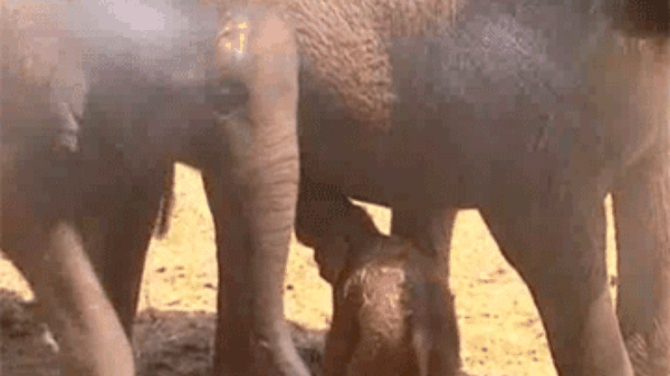В зоопарке Тель-Авива родился слоненок