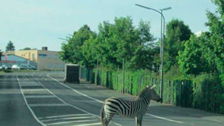 Сбежавшая из цирка зебра "спряталась" на дорожном островке безопасности