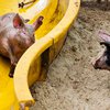 Голландский фермер создал для своих свиней "грязепарк"