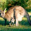 В Австралии кенгуру спас заблудившегося мальчика, не дав ему замерзнуть