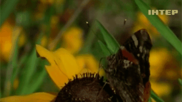 Немецкие экологи заявили о вымирании редких бабочек