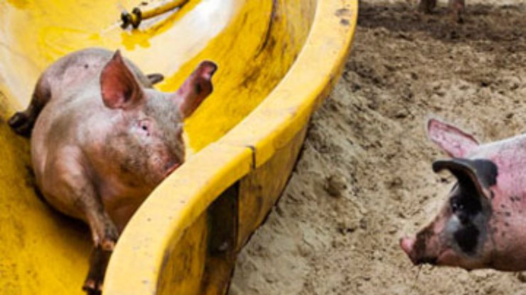 Голландский фермер создал для своих свиней "грязепарк"