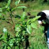 В Колумбии снижается число плантаций коки