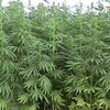 81-летняя бабушка растила коноплю, чтобы заглушить запах свалки