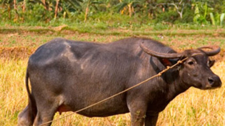 В Индии буйволицу продали по цене спорткара