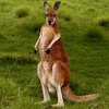 Кенгуру спас ребенка в австралийском заповеднике