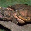 В Баварии устроили облаву на агрессивную черепаху