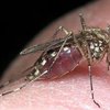 На Житомирщине выявили малярию