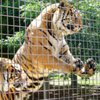 Власти Коста-Рики хотят выпустить животных из зоопарков на свободу