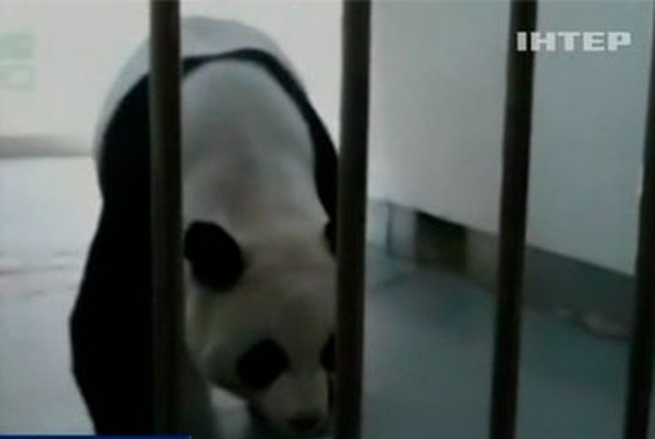 На Тайване гигантская панда впервые покормила своего детеныша