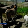 Аэродром в США будет охраняться от хищников домашним скотом