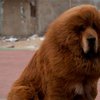 В китайском зоопарке собак выдавали за львов, а лисов - за леопардов