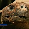 В рижском зоопарке взвесили стокилограммовых черепах