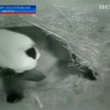 В Венском зоопарке родился детеныш панды