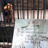В Китае закрылся зоопарк, выдававший собак за львов, а лис - за леопардов