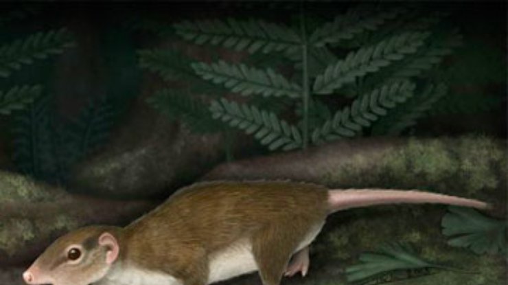 Ученые раскрыли секреты самого "успешного" древнего млекопитающего