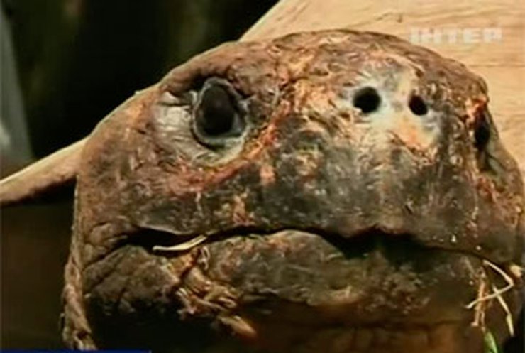 В рижском зоопарке взвесили стокилограммовых черепах