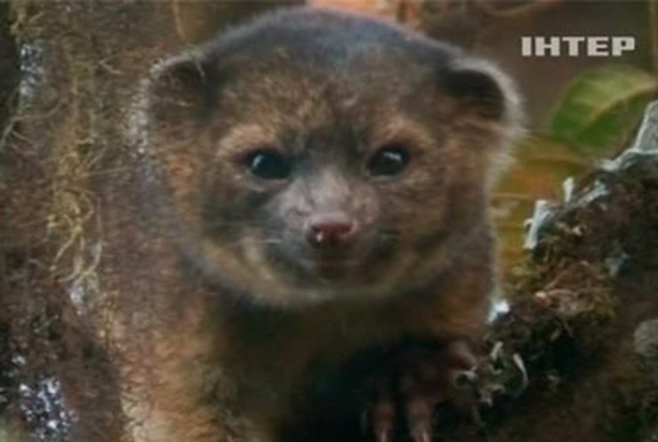 В Эквадоре нашли новый вид млекопитающих