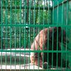 Российские спасатели эвакуировали медведей с затопленной турбазы