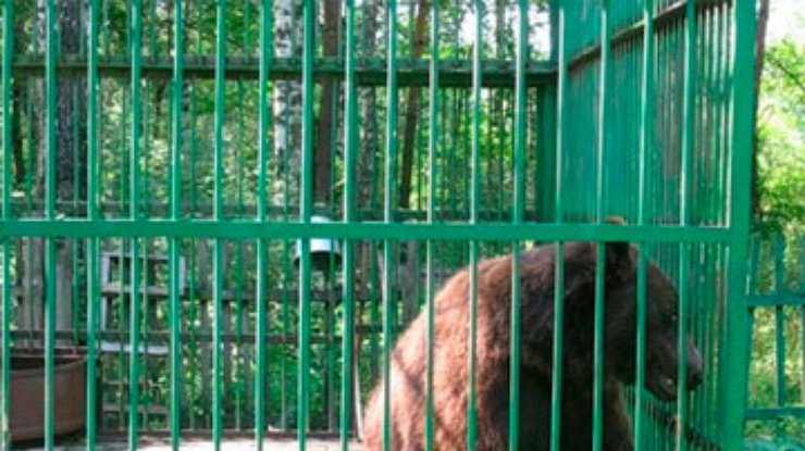 Российские спасатели эвакуировали медведей с затопленной турбазы