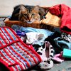 Хозяева кота-клептомана возвратят награбленное его жертвам