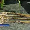 Во Львове открылся Всемирный конгресс украинцев