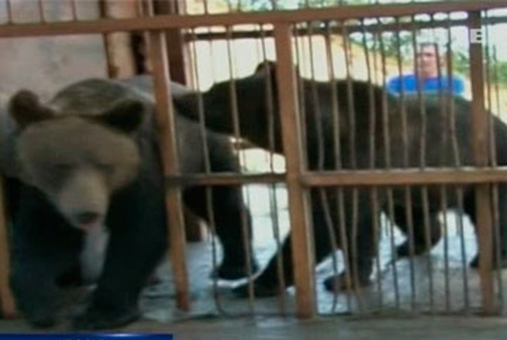 Российские МЧС-ники в Приамурье спасли двух медведей