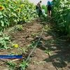 Луганская милиция накрыла плантацию конопли