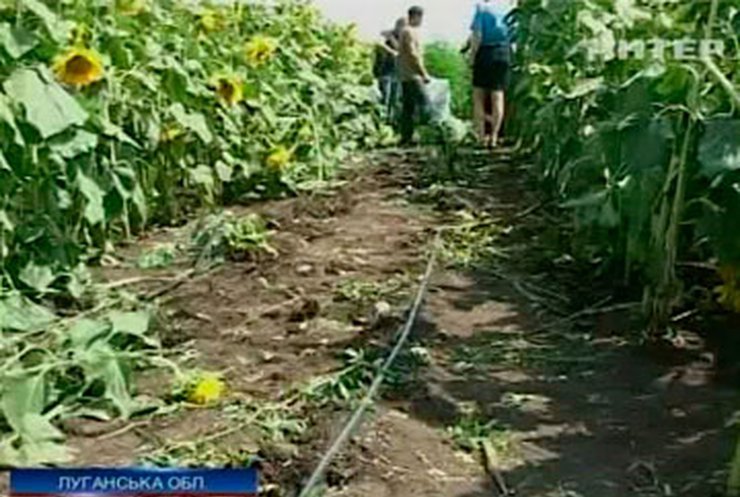 Луганская милиция накрыла плантацию конопли