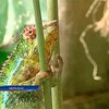 В Черкассах открылась тропическая оранжерея-зоопарк